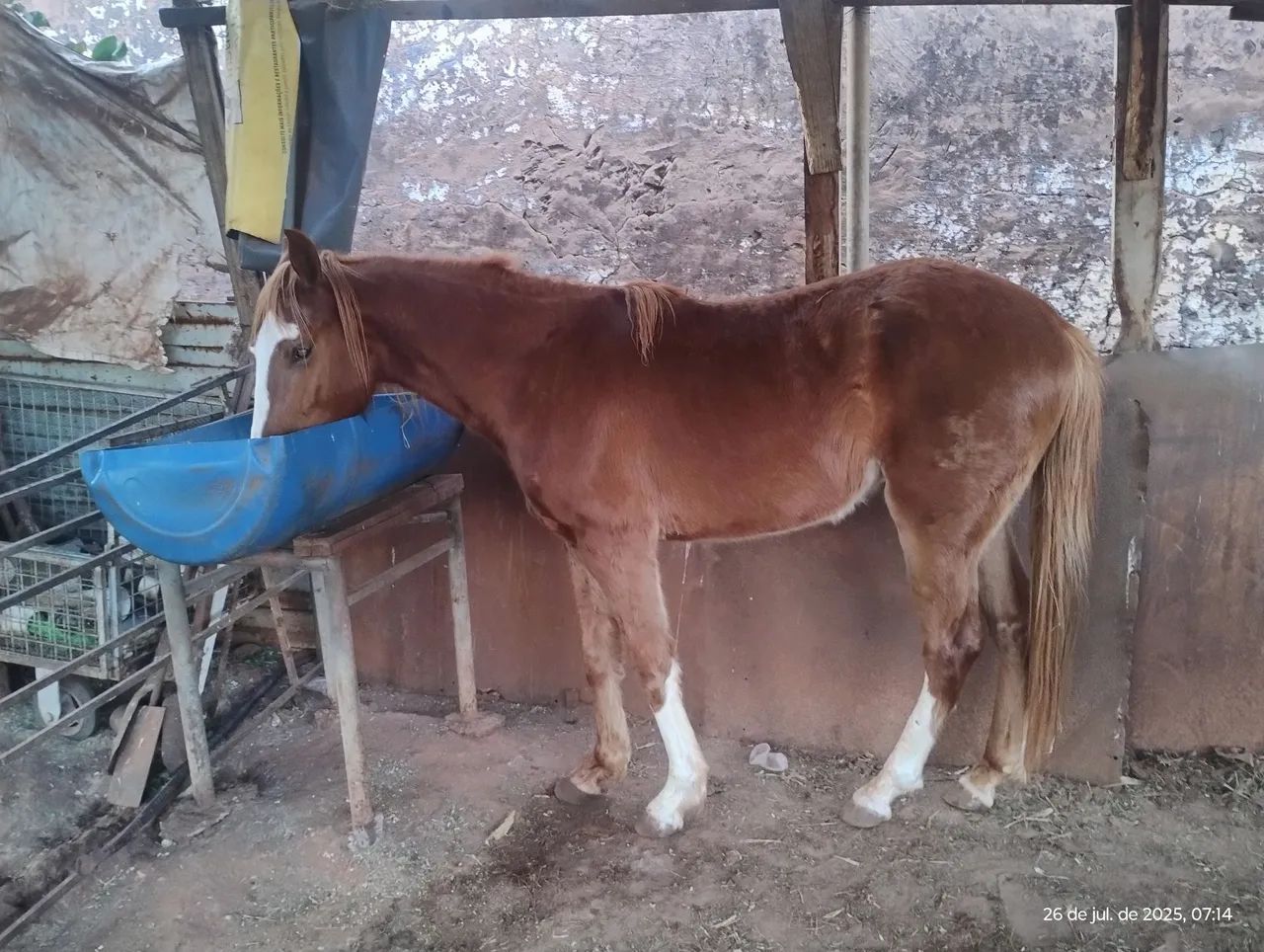 Cavalo para venda - Foto 2