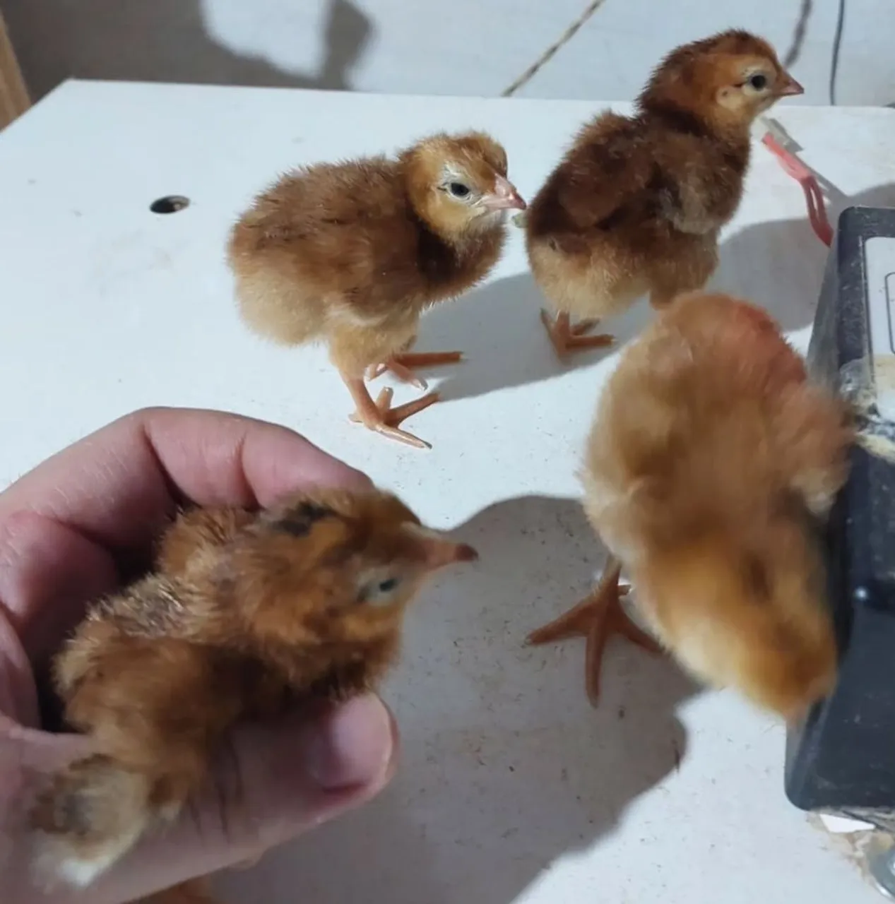 Pintinhos da galinha Rhode Island Red - padrão norte-americano