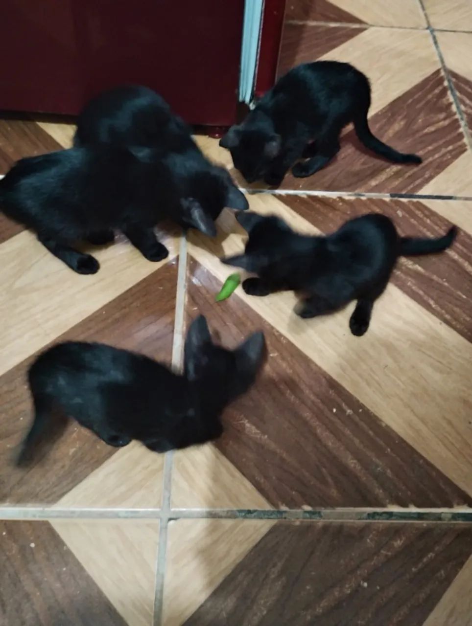 Doação de gatos em Diadema SP - Foto 2