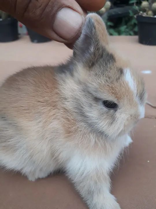 Coelho anão importado Netherland dwarf  - Foto 3