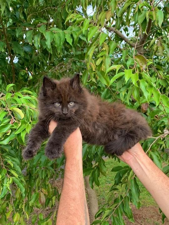 MAINE COON MACHO PANTERA