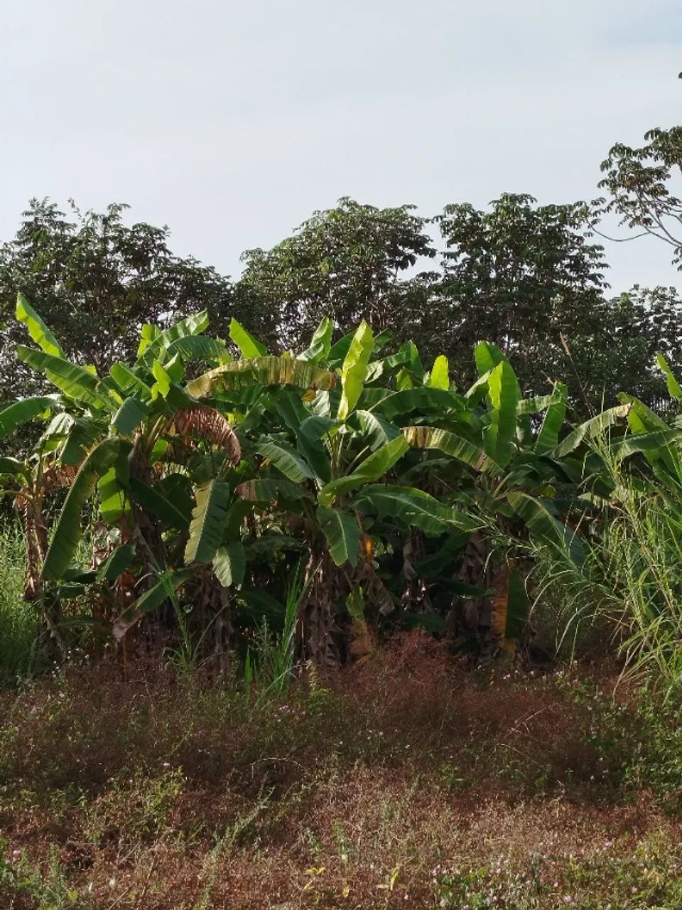FAZENDA EM FORMOSO DO ARAGUAIA - TO - Foto 5