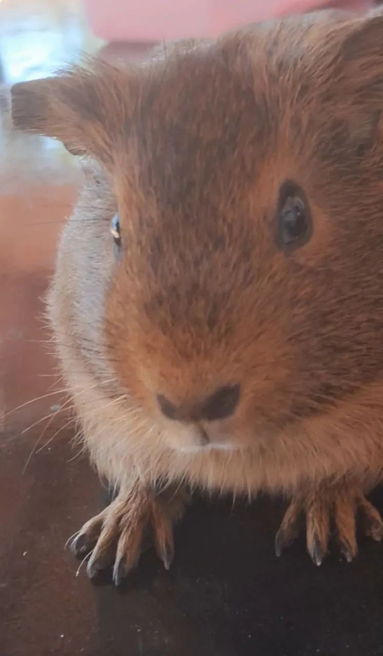 porquinha da india  - Foto 3