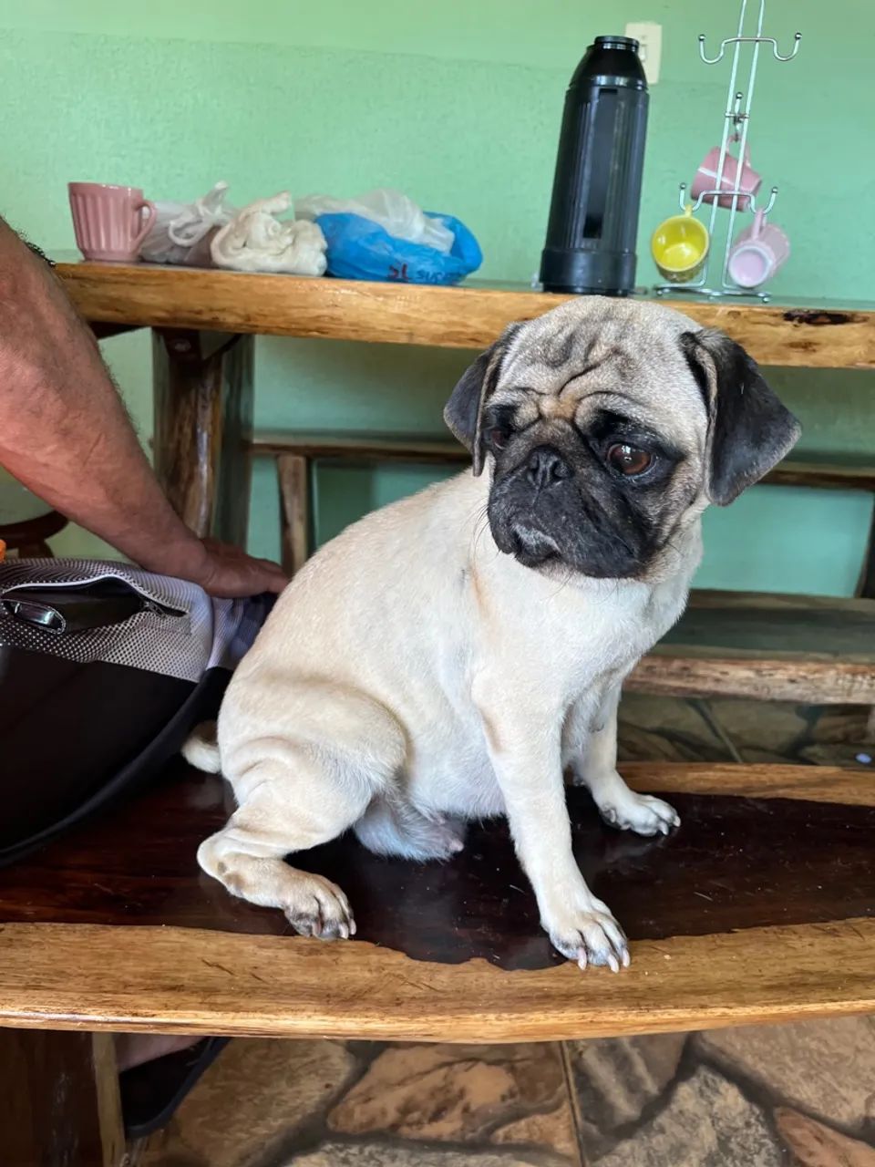Ninhada de Pug(Raça pura) - Foto 5