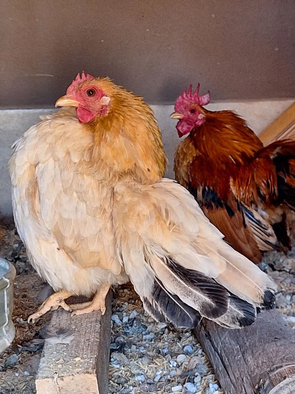 Plantel completo: um galo e seis galinhas da raça serama - Foto 6