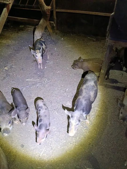 Venda de leitões  - Foto 2