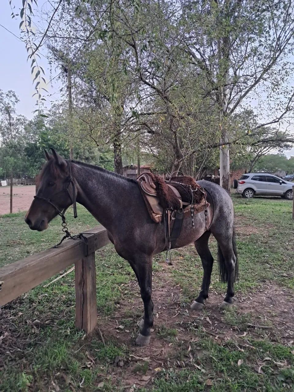 Castrado Chique, Top de laço! - Foto 5