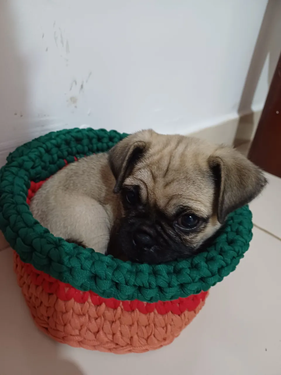Filhote de Pug
