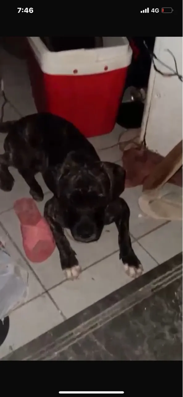 Filhote de fila com  rottweiller Terrier perdido