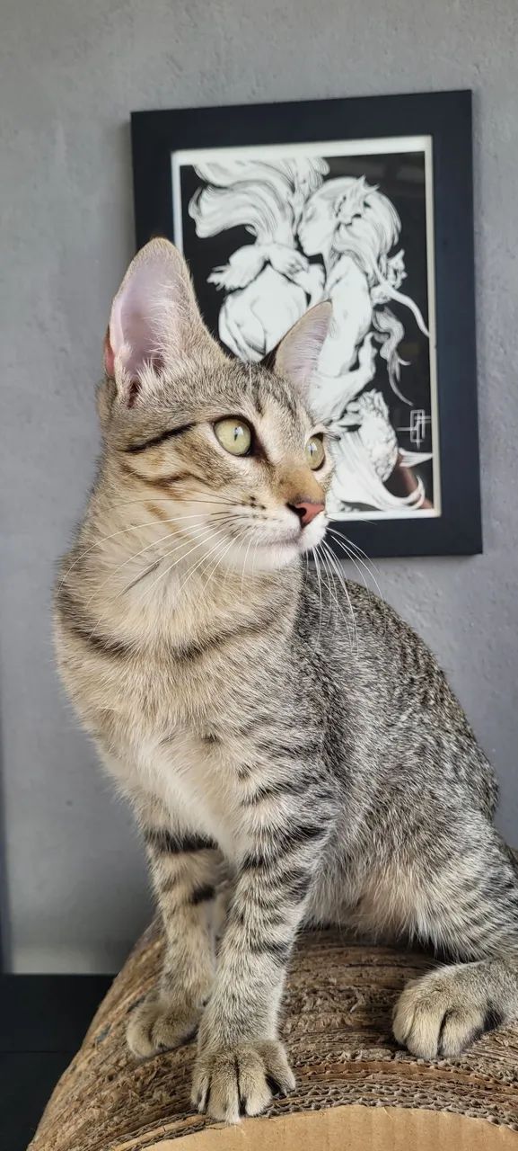 Gatinha castrada para adoção responsável. 