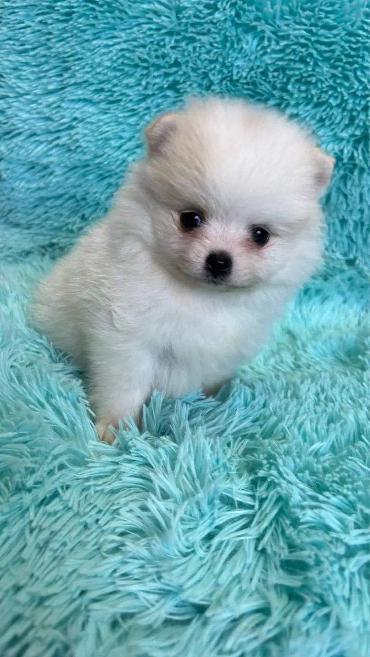 :} Lulu da Pomerania anão :} - Foto 2