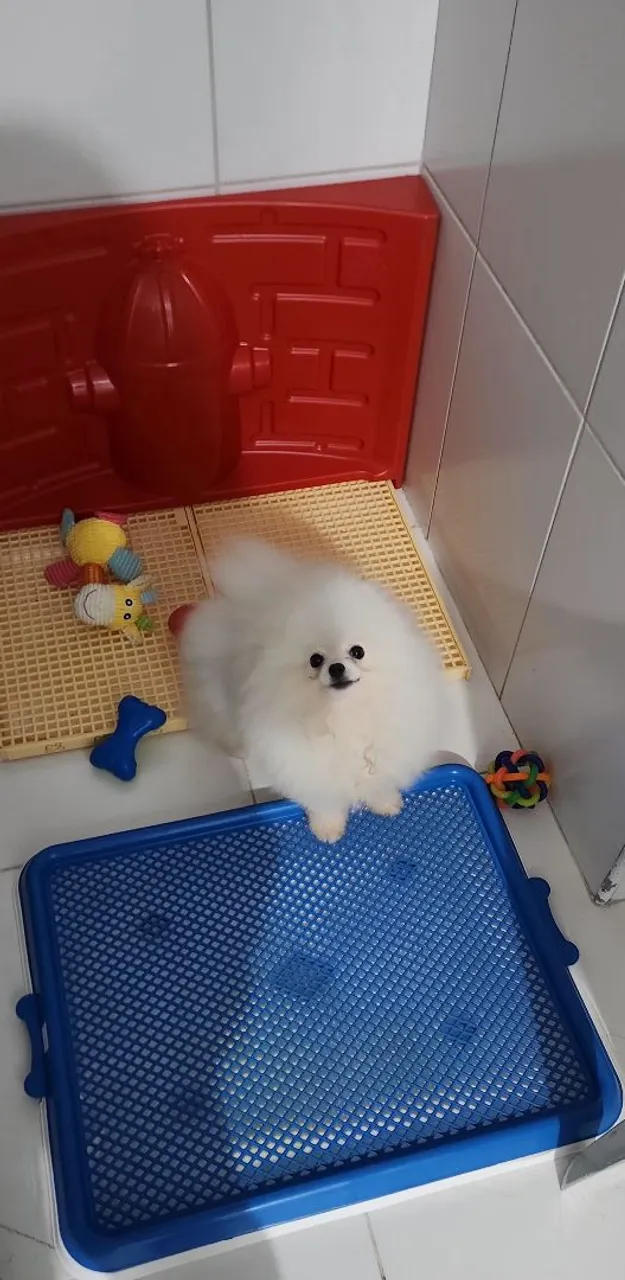 Lulu da Pomerania- Valor de ocasião