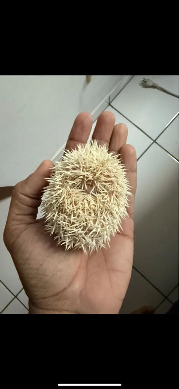 Recinto/viveiro para ouriç0 - Foto 3