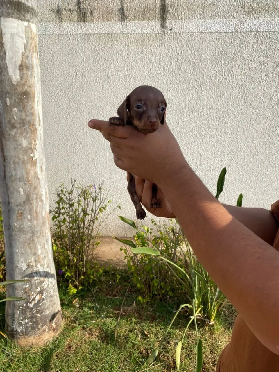 Filhote de Dachshund Chocolate fêmea