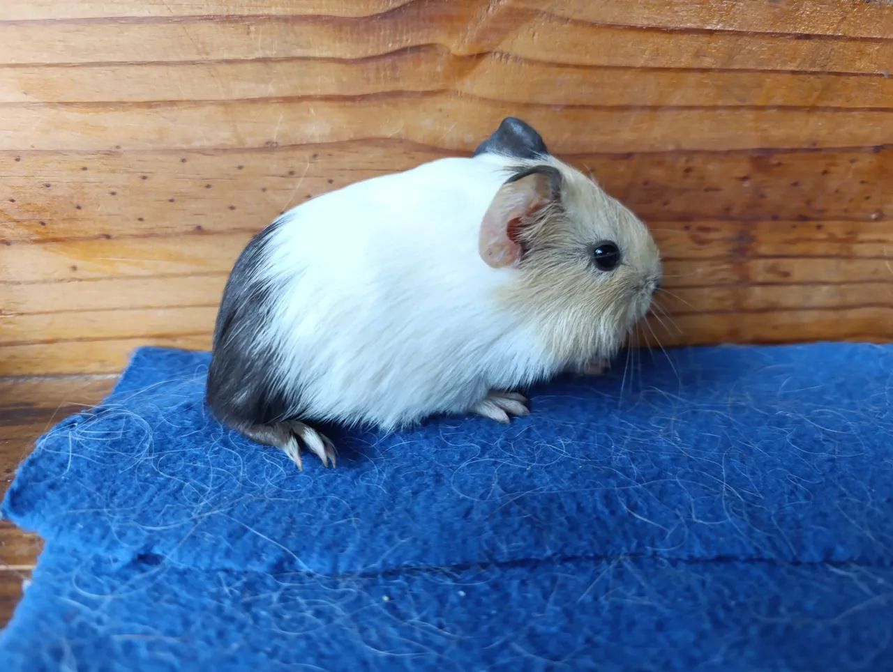 Porquinhos da Índia!  - Foto 5