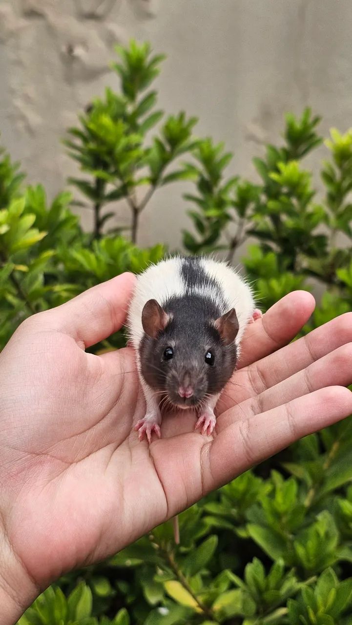 Ratos twister (Exotic pets house) - Foto 3