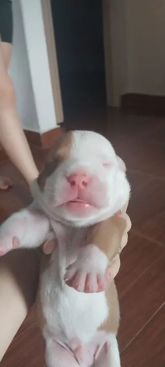 Filhote de Pitbull