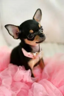 Chihuahua Mini - Delicado, Alegre e Muito Fiel!