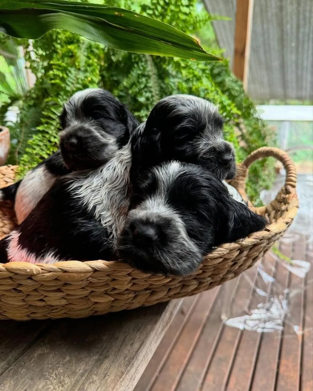 Canil Caieiras Kennel - Um elo especial<br>