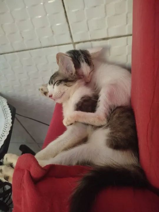 Gatinho branco e cinza fofinho para adoção - Foto 6