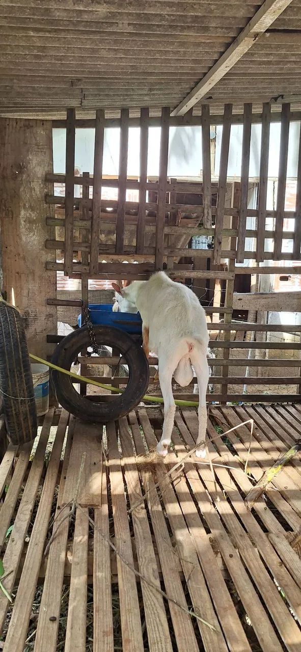 Vendo Bodinho Saanem - Foto 5