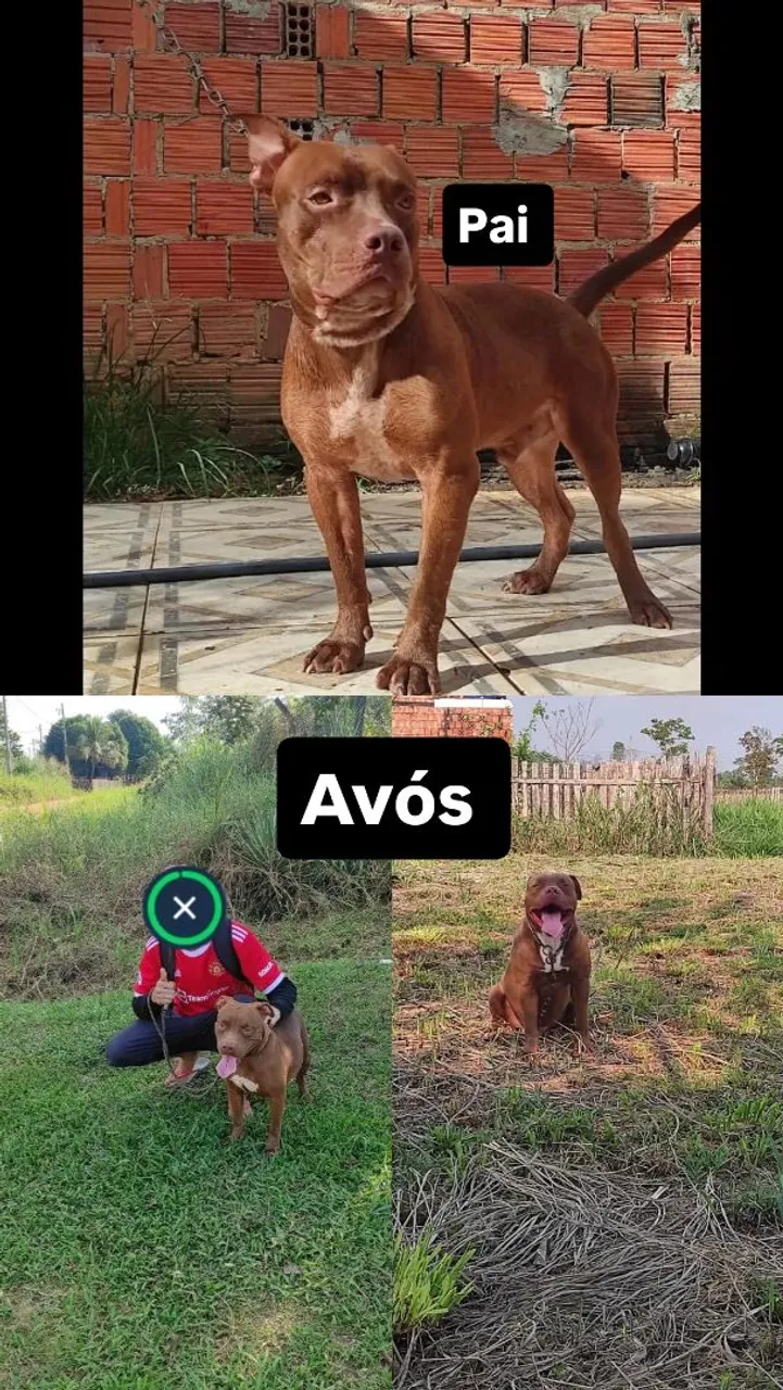 Filhotes de Pitbull