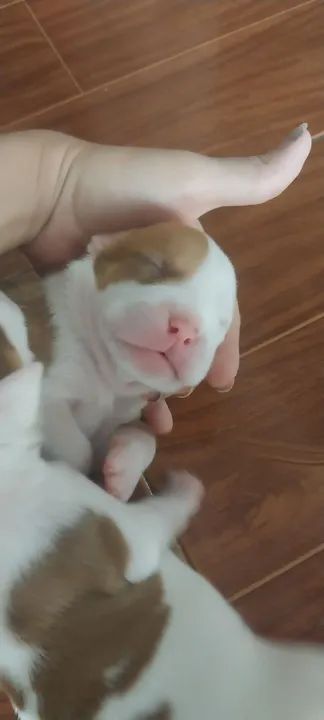 Filhote de Pitbull - Foto 6