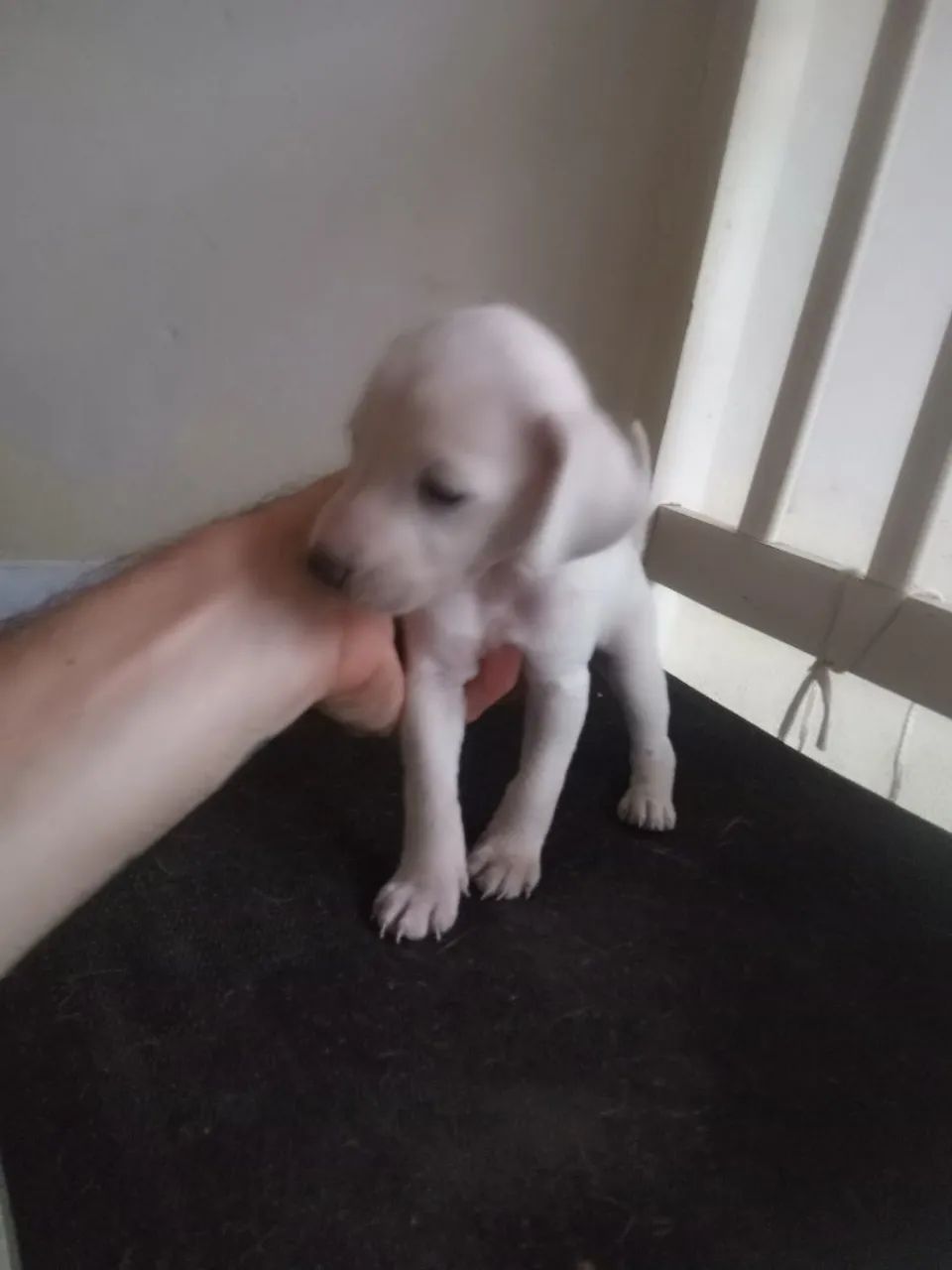 Doa se Filhotes  - Foto 5