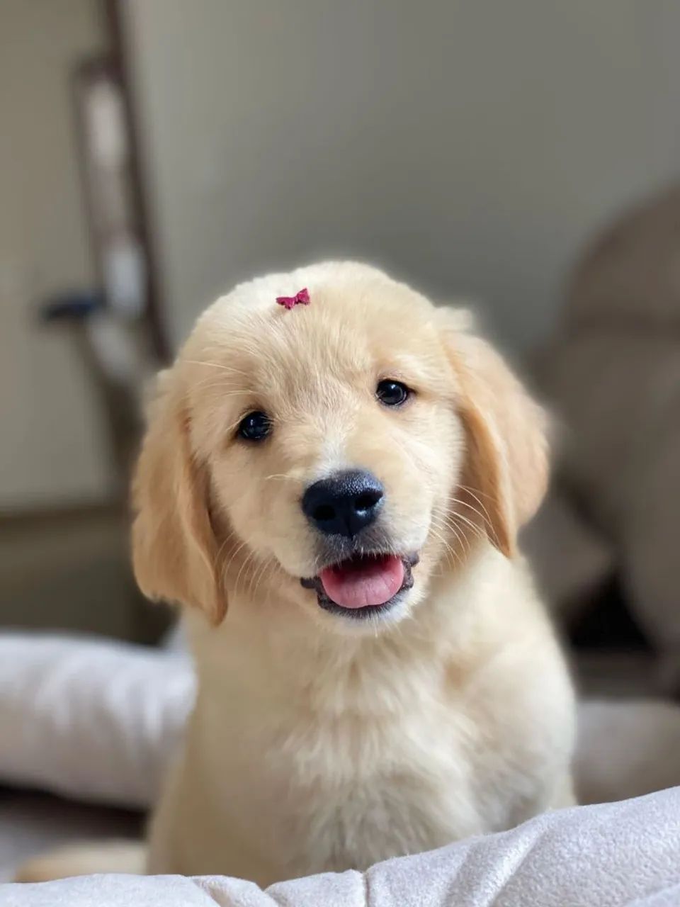 Filhotes Golden Retriever FÊMEA 