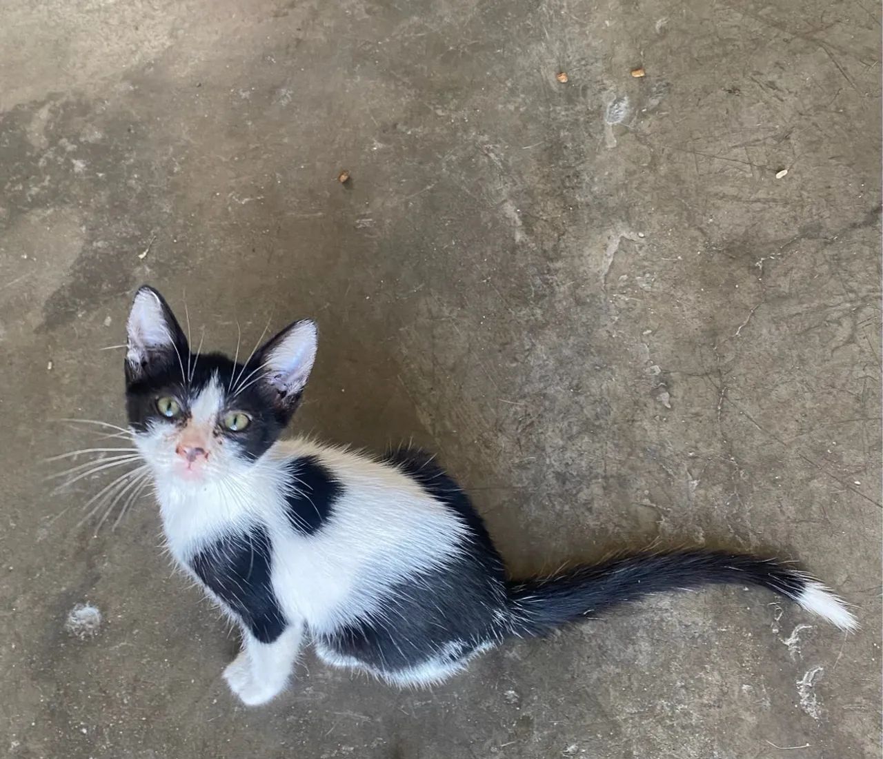 Adoção responsável  - Foto 3