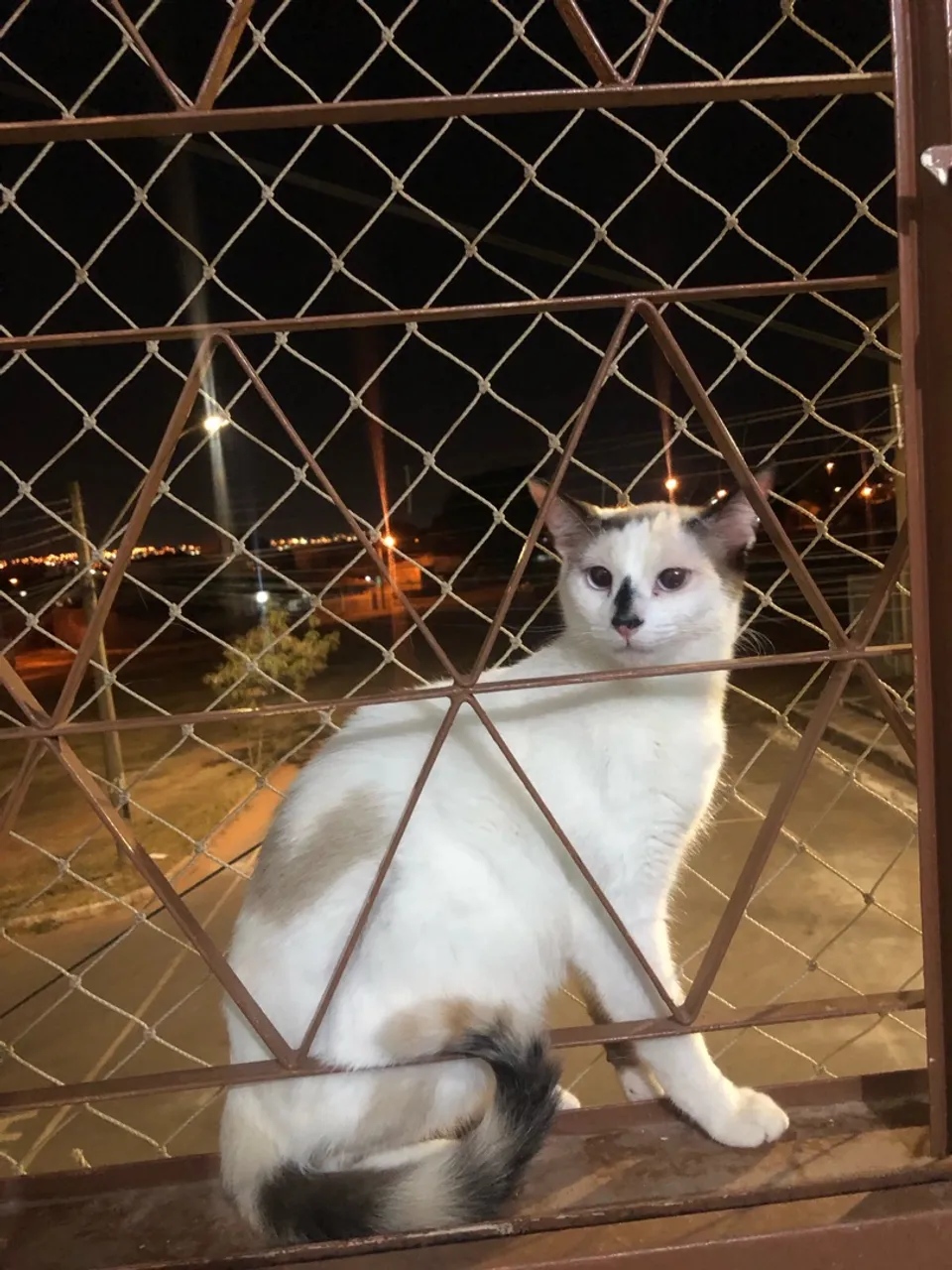Gata fofa e charmosa para adoção