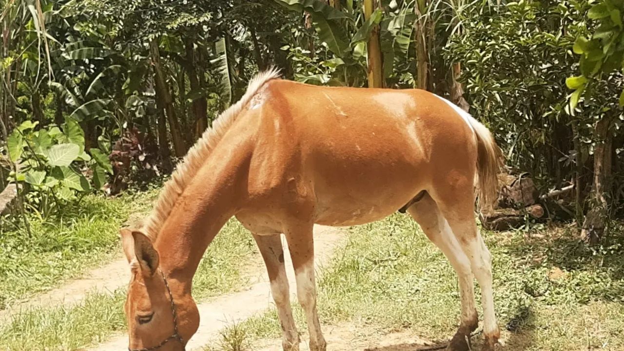 Burro Marchandor  - Foto 2