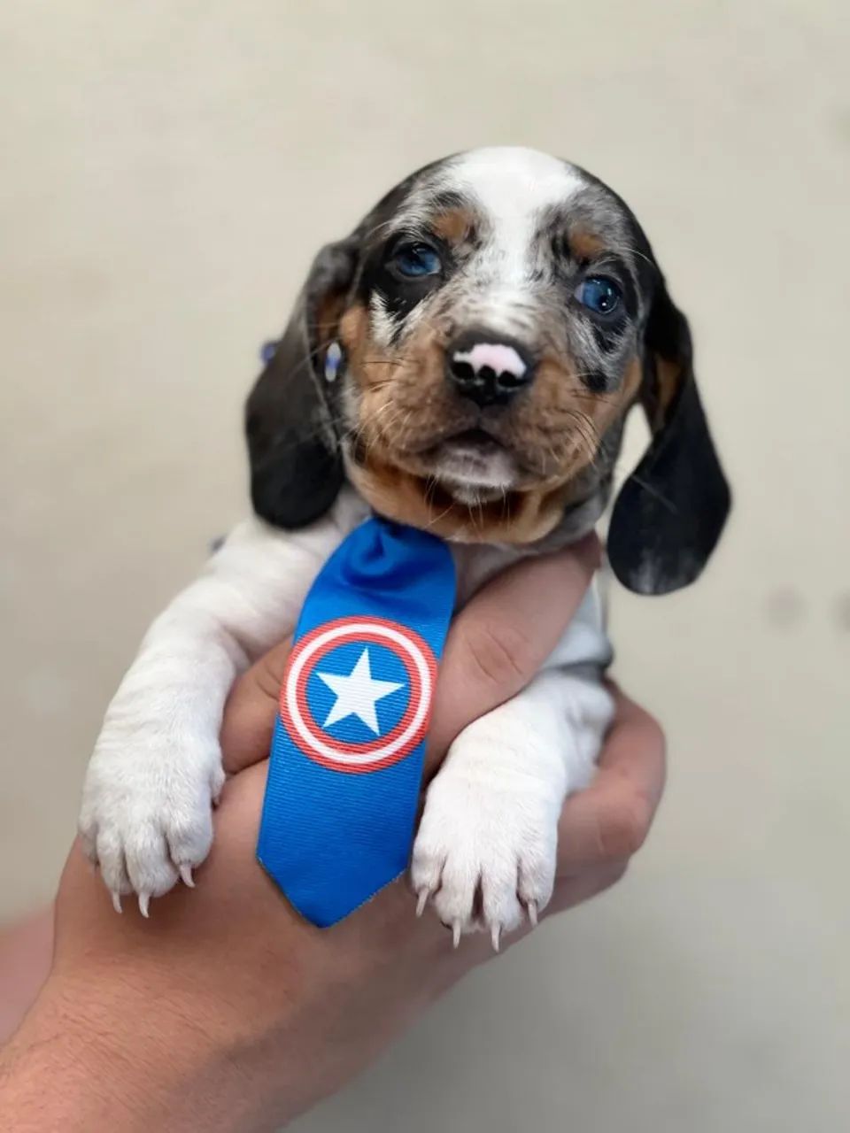Dachshund: estilo único e olhar atento - Foto 2