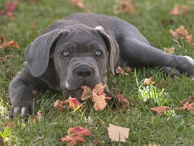 Você está em busca de um companheiro leal e protetor? Apresentamos o magnífico Cane Corso