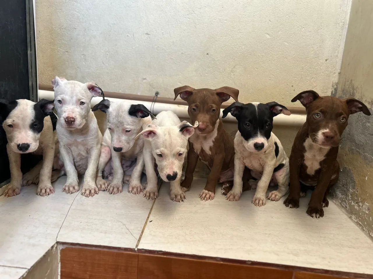 Filhotes De Pitbull Red Nose  - Foto 5