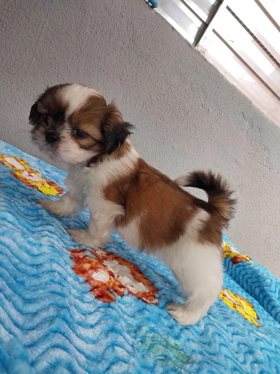 Shih-tzu Machos - Foto 4