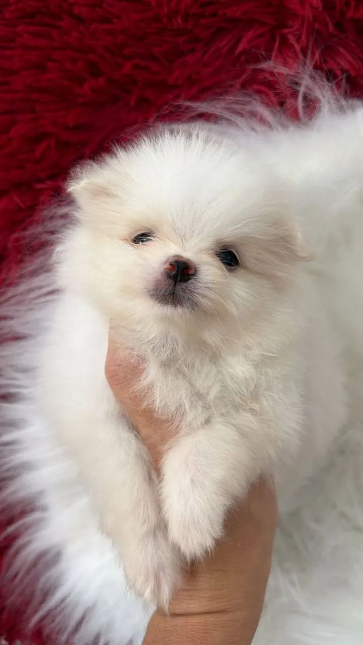 Spitz Alemão macho. Filhotes adoráveis, alegres e excelente companhia