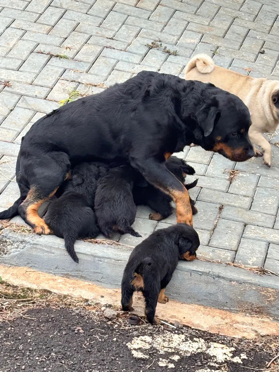 rottweiler  - Foto 4