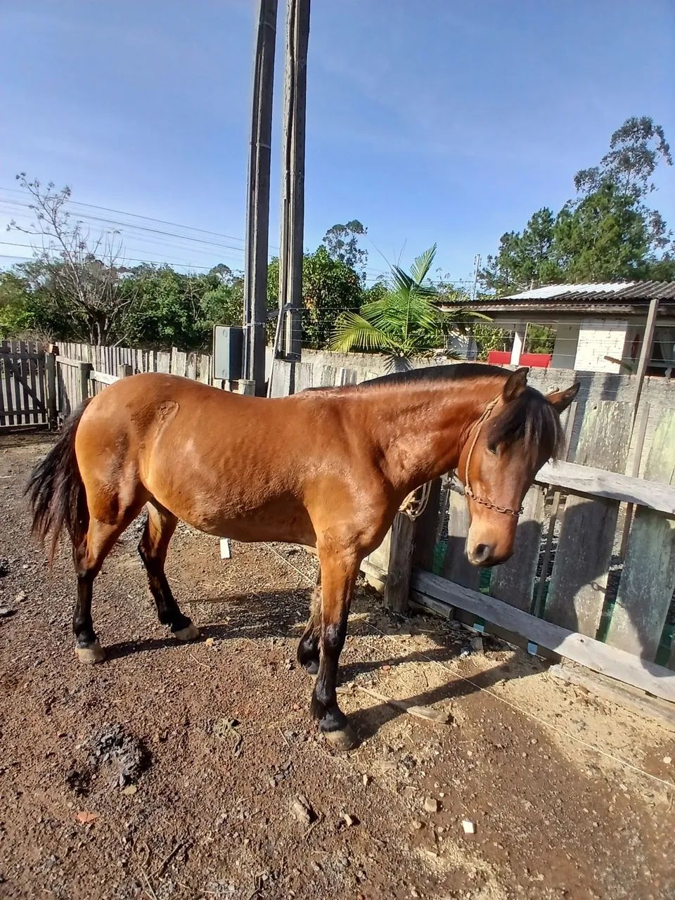 Cavalo - Foto 2