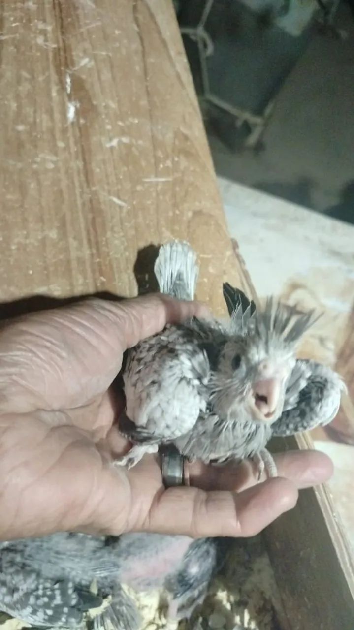 Pouquinho da Índia  - Foto 4