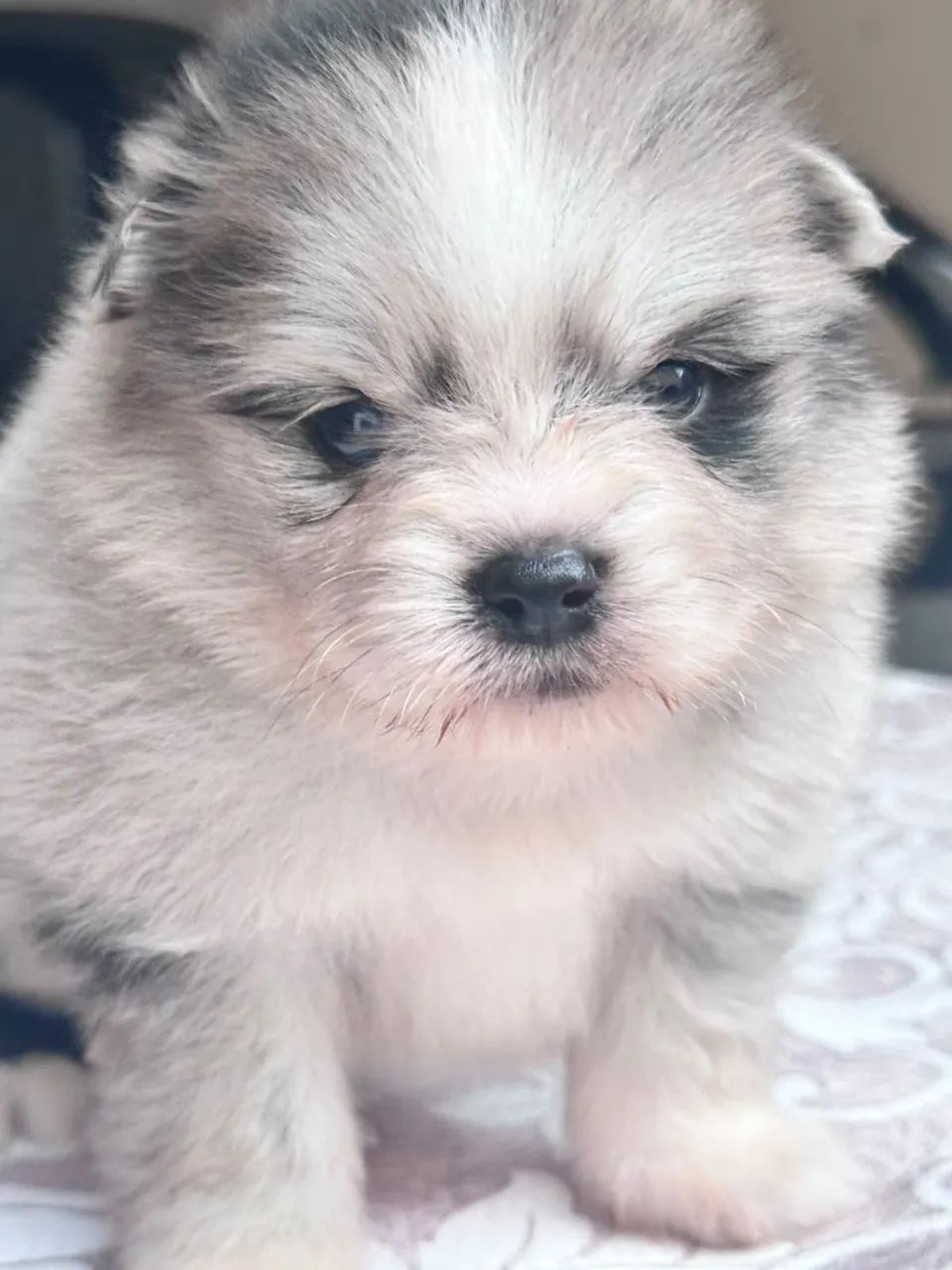 Spitz alemão merle  - Foto 4
