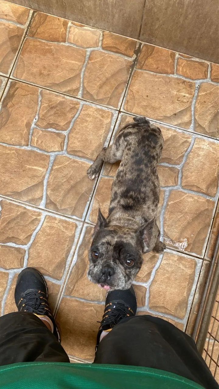 Doação Buldog 