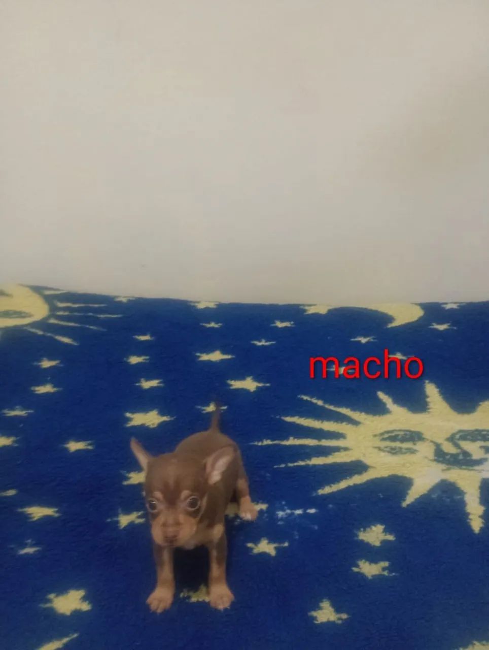 Pinscher 