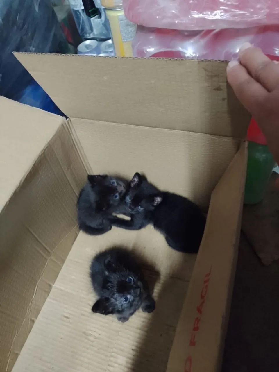 Doação de 3 filhotes de gatinhos  - Foto 2