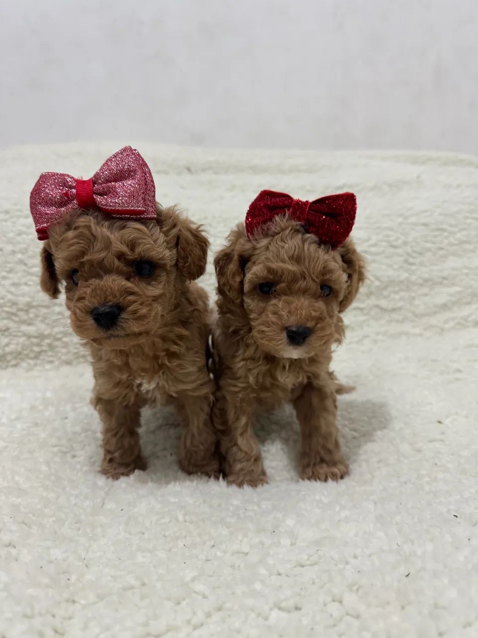 Poodle Toy / Red e Pretinho / 