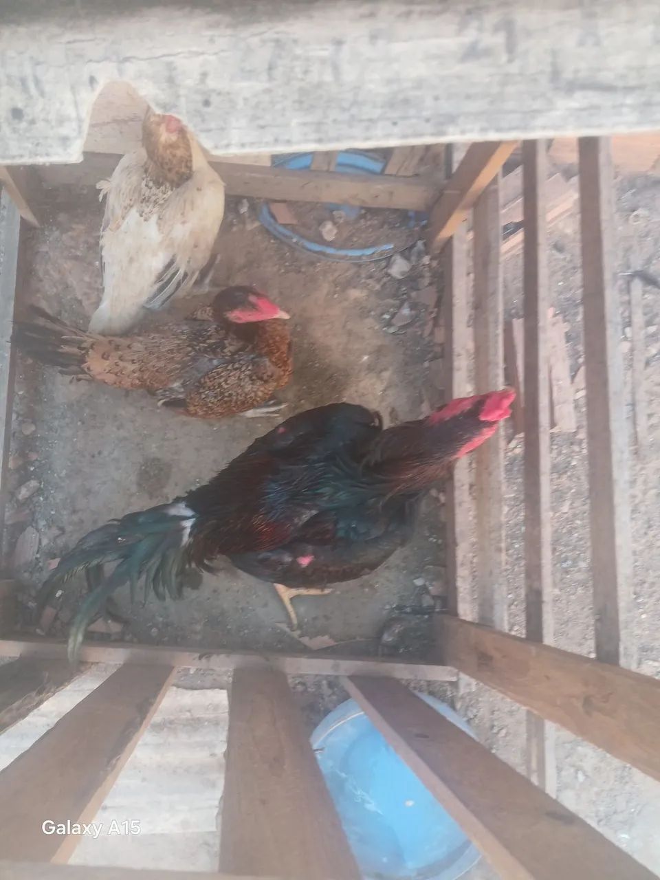Galos e galinha 
