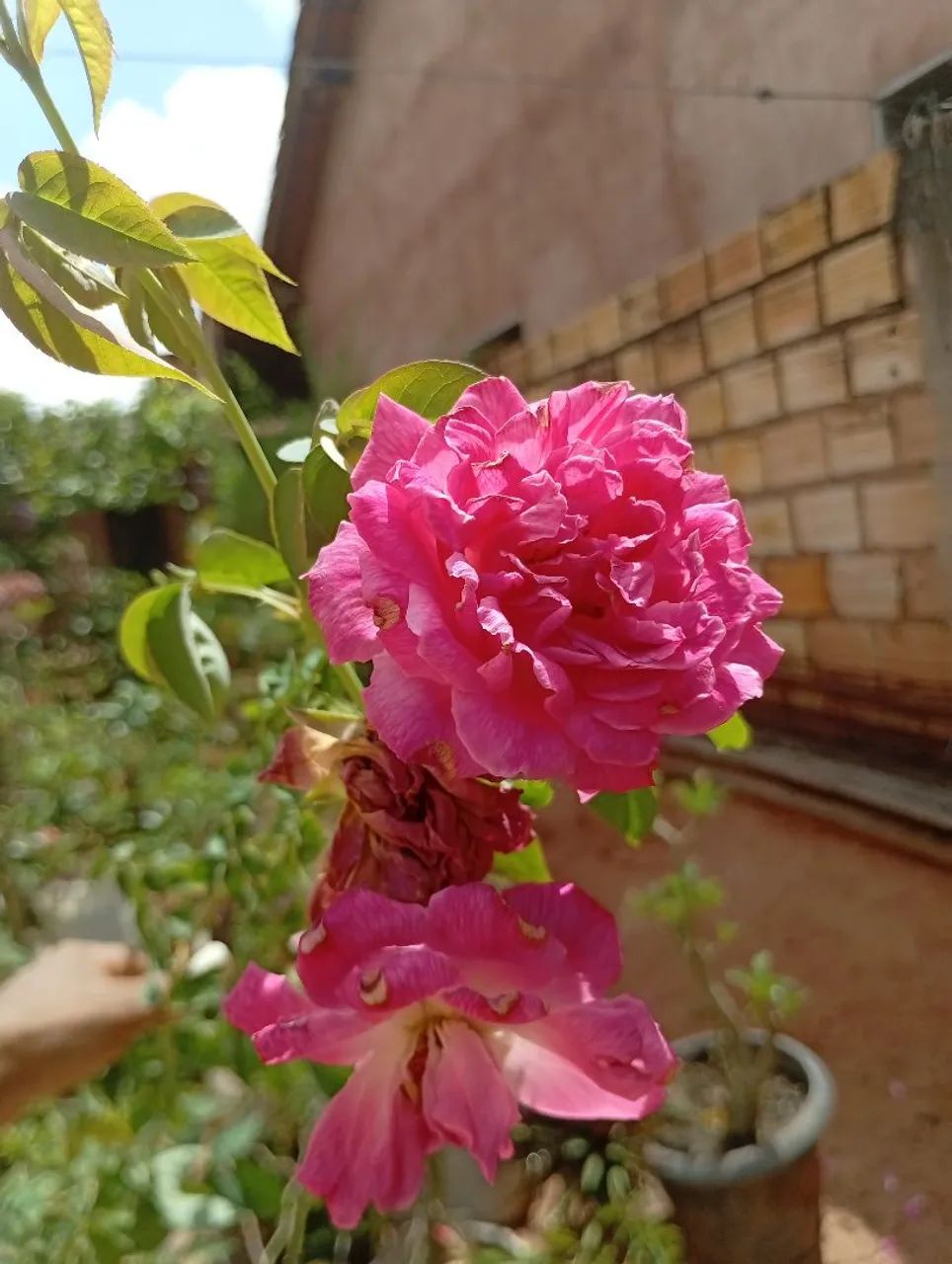Roseira 