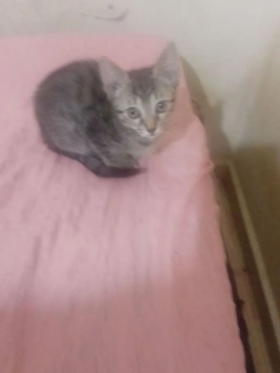 Doação de gatos - Foto 2