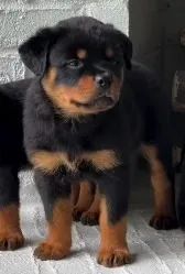 ROTTWEILER FILHOTES - Foto 3