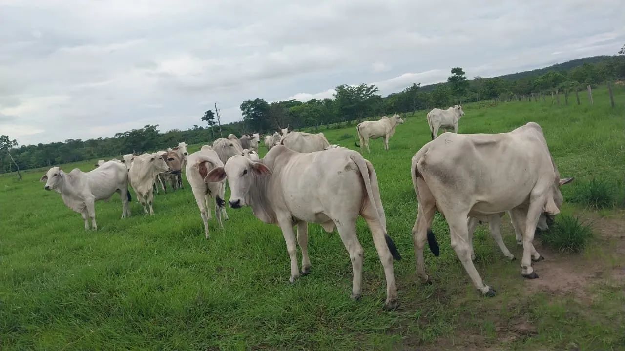 Chácara  - Foto 2